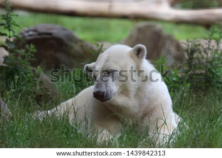 Ice Bear Lying down on Grass. Photo taken in a Zoo in The Netherlands. 