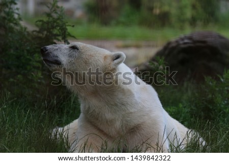 Ice Bear Lying down on Grass. Photo taken in a Zoo in The Netherlands. 