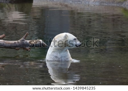 Ice Bear in Water. Photo taken in a Zoo in The Netherlands. 
