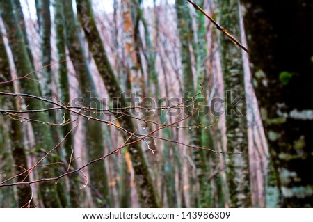 Branch with rain drops at the blurred background of forest trees