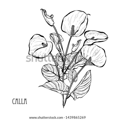 Decorative calla  flowers, design elements. Can be used for cards, invitations, banners, posters, print design. Floral bouquet