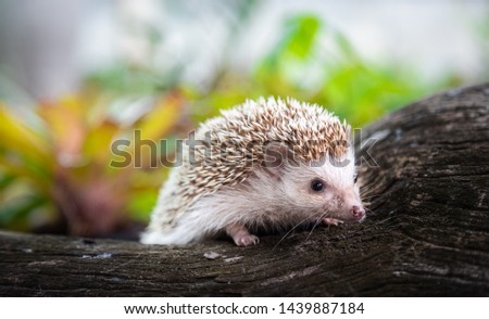 A hedgehog that is young and beautiful in nature