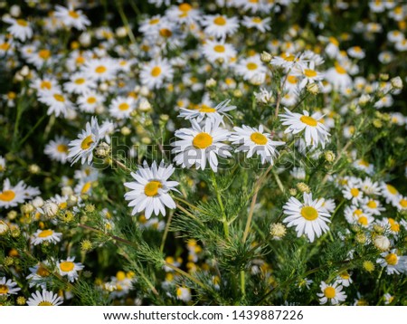 Chamomille flowers in wild nature
