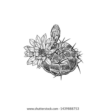 Cactus flower isolated on white background. Hand drawing. Vintage style. Black and white. Image of a blooming tropical plant. Flower family of succulents.