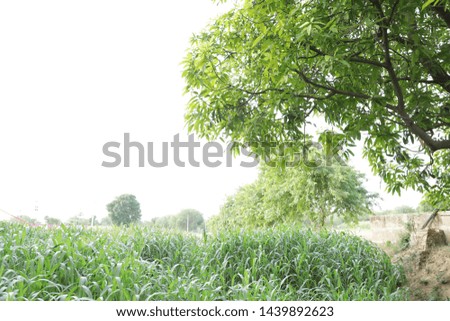 Green field,blue sky and trees 