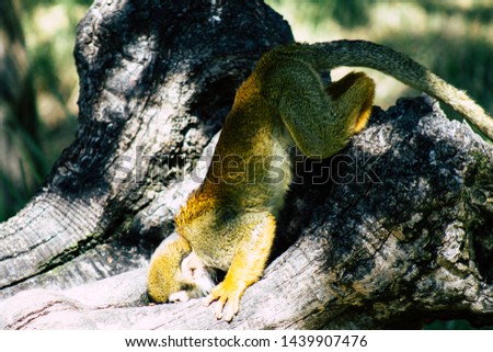 Squirrel monkey are New World monkeys of the genus Saimiri, living in the tropical forests of Central and South America in the canopy layer