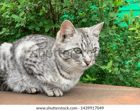 beautiful gray kitten with a striped tiger color sitting