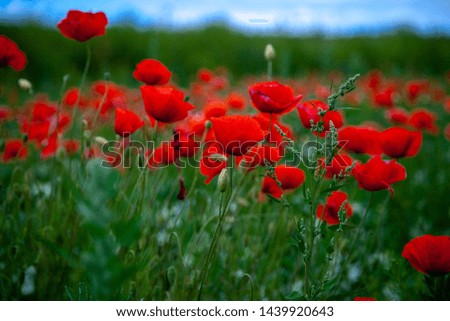 Wild nature field with red poppies in blossom