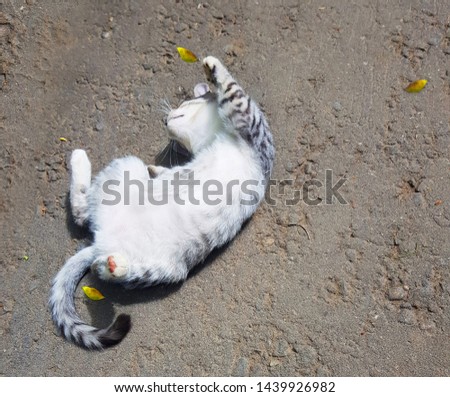 Cute gray kitten playing outside. Gray kitten with beautiful amber-colored yellow eyes.