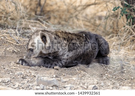 Hyena Puppies playing at hide