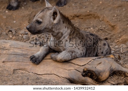 Hyena Puppies playing at hide
