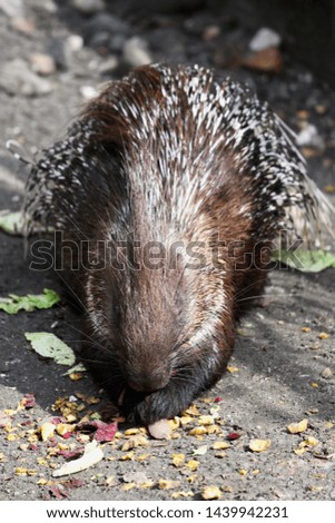 Porcupine eating beetroot outside in the paddock.
