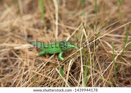 Green lizard male in the grass, background