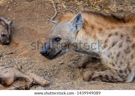 Hyena lying on the ground