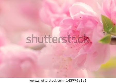 Pink balmy double flower of sakura with yellow stamens close up on blurred pink background