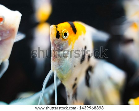 Koi Angelfish or Pterophyllum, freshwater aquarium fish.