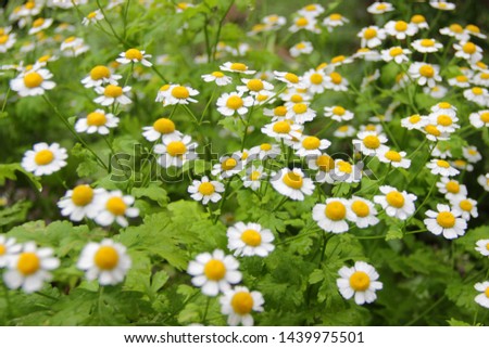 Background consisting of beautiful daisies. Light summer background.