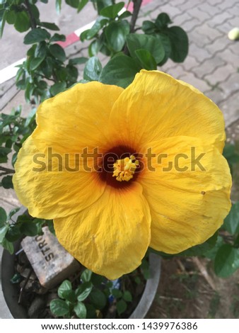 Closeup picture of yellow blooming flower of hibiscus, inserted with pollen tube in the middle, above green leafy branch on the pavement