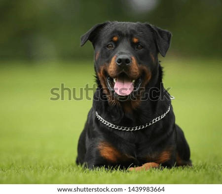 A Beautiful Cute Dog - Black Dog