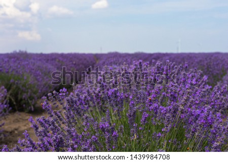 Picture of beautiful purple lavender field in a summer day