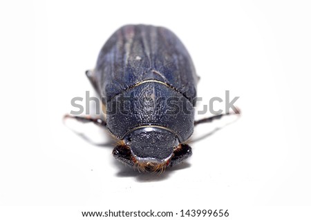 Protaetia opaca isolated on a white background, close-up pictures  