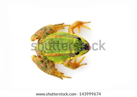 Frog isolated on a white background, and close-up pictures
