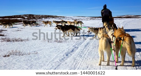 A team of husky sled dogs running on a snowy wilderness road in Iceland 