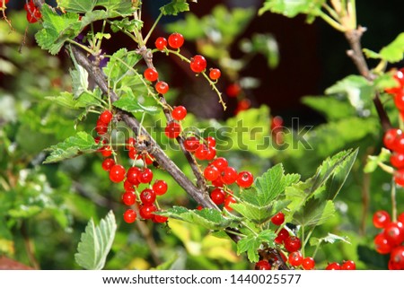 red currant with ripe berries on the branches in the garden