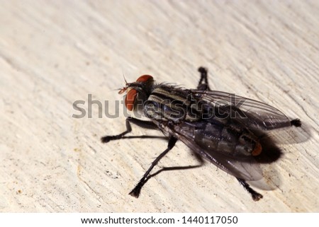 housefly in front of white background

