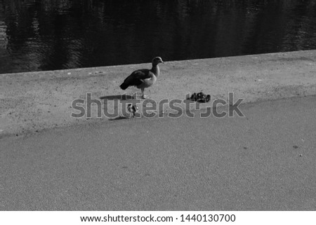Black and white picture of mother duck and ducklings