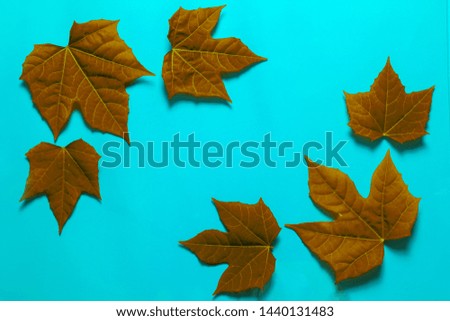 Orange leaves on blue background, background concept.