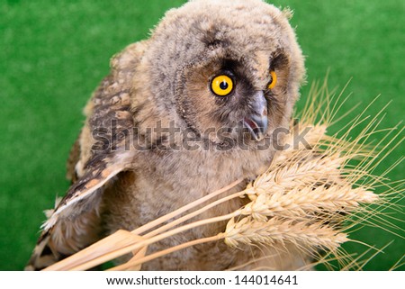 young bird owl sitting with spikelets of wheat