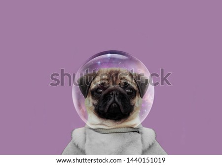 
cute muzzle dog. little pug close up. animals in space. Dog breed pug. animals art image. Dog creative image. Pug bright picture. Dog advertising image. 