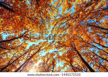 Autumn trees in deciduous forest to look in the top on a blue sky with sun glare. Seasonal landscape. The sun's rays make their way through the leaves of trees