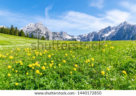 Summer alps landscape with flower meadows and mountain range in background. Photo taked near Walderalm, Austria, Gnadenwald, Tyrol Region