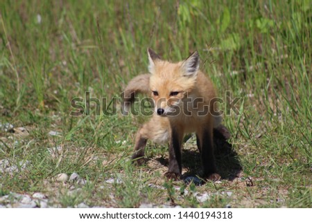 Fox standing in the woods