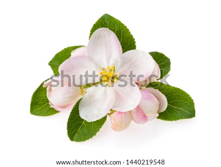Apple tree blossom with flowers and green leaves on white background Royalty-Free Stock Photo #1440219548