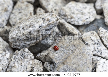A single ladybug sitting on a gray rough stone. Insect red color among the stones.