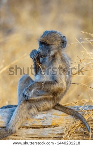 Baby Baboons in the Kruger National Park
