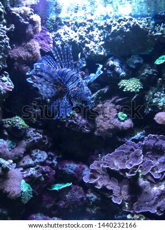 Fish in aquarium, edited with VSCO