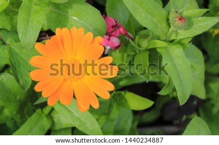Calendula micro photography in the summer afternoon