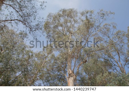 photo up to the tree top shot from below. Beautiful branch and blue sky. Branch of big tree on sky background