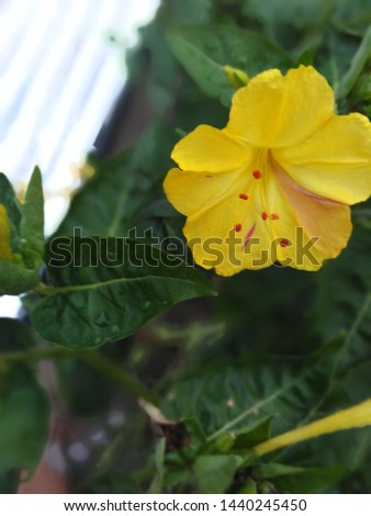 sweet four o clock mirabillis jalapa yellow flower 