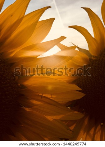 Sunlit soft petals in nature Royalty-Free Stock Photo #1440245774