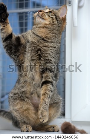brown tabby cat plays, catches front paws