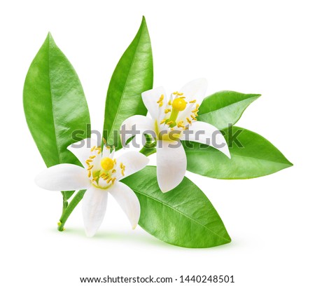 Isolated orange flowers. Blossoming branch of orange tree isolated on white background with clipping path Royalty-Free Stock Photo #1440248501