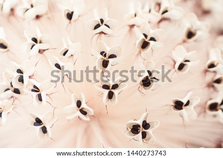 Dry flower background macro photography