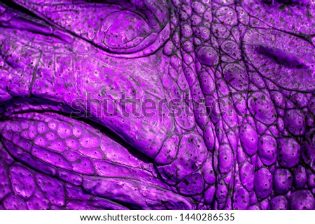 Closed up of crocodile's skin in violet colour. It is a shell from above the Nile crocodile,wildlife photo in Senegal, Africa. It is natural texture of leather.