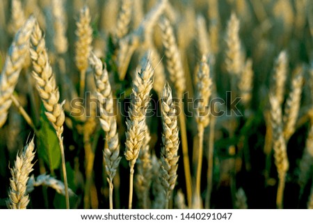                    
ripe ears of wheat waiting for harvest            
