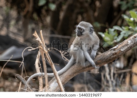 Vervet Monkeys sitting in tree
